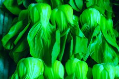 果蔬保鮮冷庫(kù)