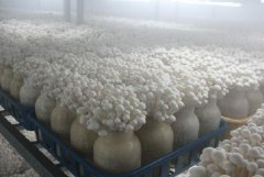 食用菌種植冷庫(kù)